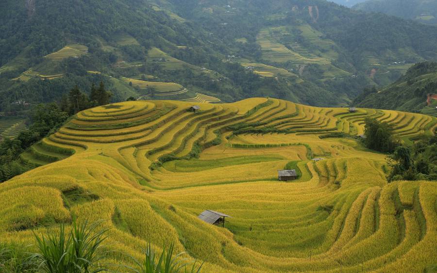 Golden rice terraces stepping down a hillside in northern Vietnam